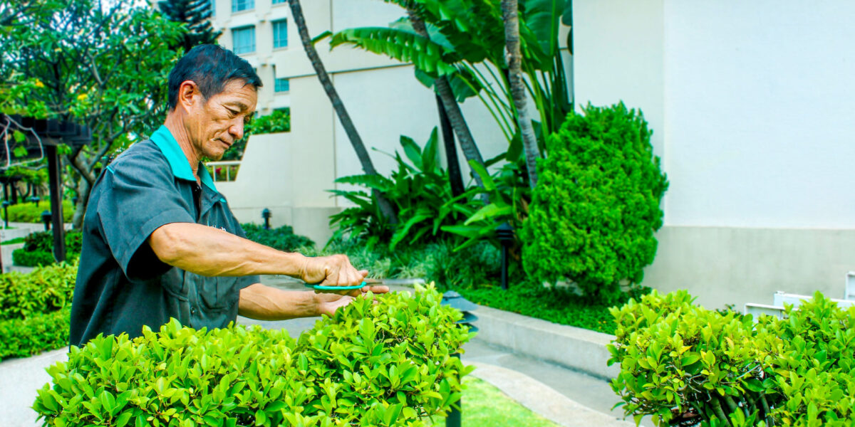 cảnh quan cây xanh 